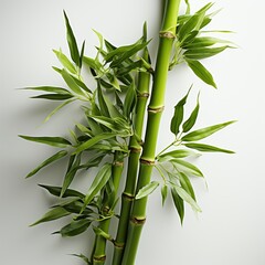 Fototapeta na wymiar Green fresh bamboo tree in white background