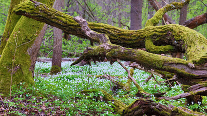 spring anemon flowers between trunks in green moss