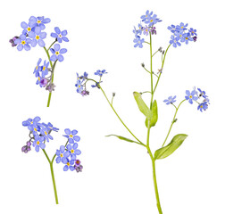 blue forget-me-not blooms on three stems flower