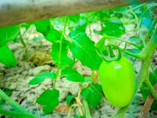 A green tomato growing on a vine