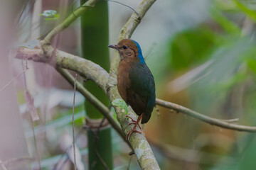 Blue-naped pitta (Hydrornis nipalensis) at Namdapha NP, Arunachal Pradesh, India