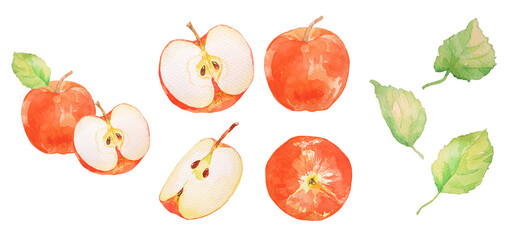 水彩で描いた美味しそうなリンゴのイラスト素材セット