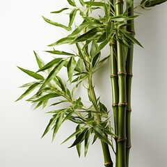 Fototapeta na wymiar Green fresh bamboo tree in white background