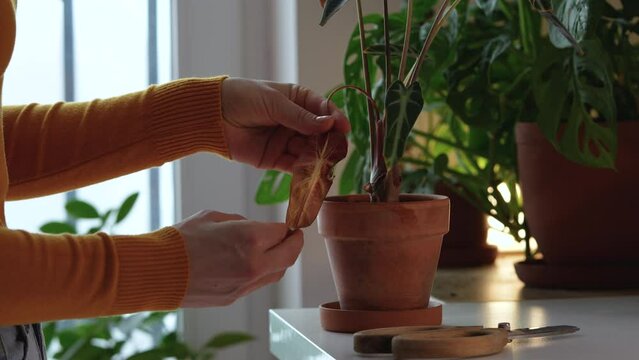 Woman hands taking care of Alocasia Bambino, examining houseplant, cutting withered leaf with scissors. Decorative green plant growing in ceramic pot, drying in winter of central heating, dry air