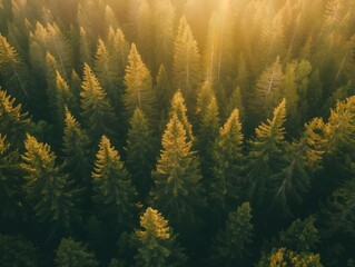 Aerial view of a lush forest, bathed in the golden light of sunrise, highlighting the beauty of nature