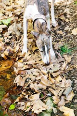 Purebred Greyhound dog sniffing the ground full of dry leaves in a forest.