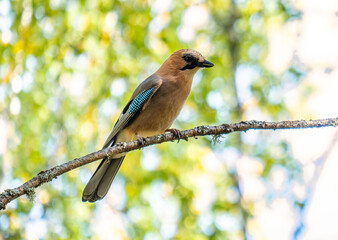 A jay bird on a tree branch in the forest in close-up.