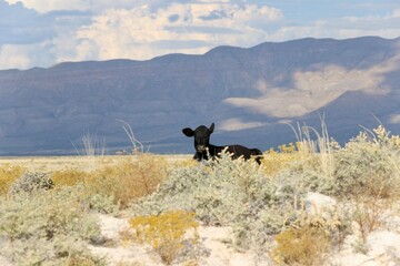 Summer and n the salt flats 