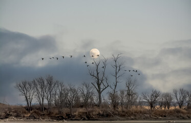 Geese in flight, flying in formation, flying against background of the moon