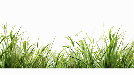 Long green grass and reeds isolated on white background - obrazy, fototapety, plakaty