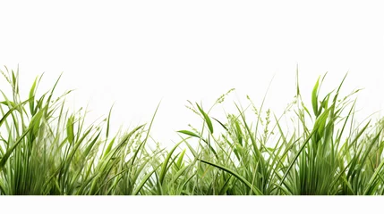 Foto op Canvas Long green grass and reeds isolated on white background © Marukhsoomro