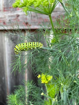 Parsley worm, caterpillar, monarch butterfly 