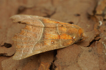 Closeup on the herald owlet moth, Scoliopteryx libatrix sitting on wood