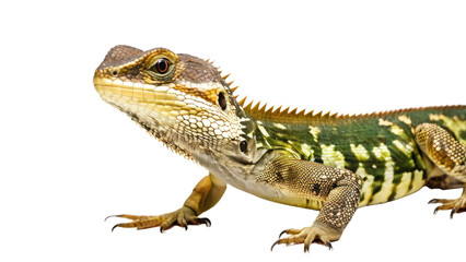 a high quality stock photograph of a single happy satisfied box lizard reptile full body isolated on a white background