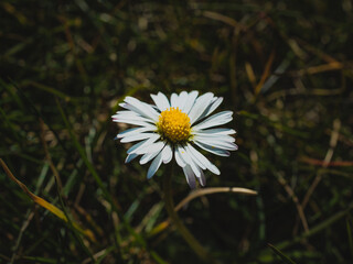 single daisy flower in close-up