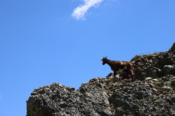 beautiful restless animal goat brave crazy funny natural