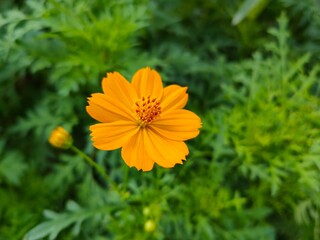 The orange Mexican Aster is in full bloom and is beautiful.