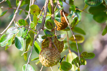 A tree of 