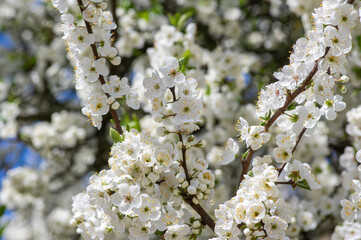 Prunus domestica italica greengages plums tree in bloom, beautiful rich flowering branches in springtime