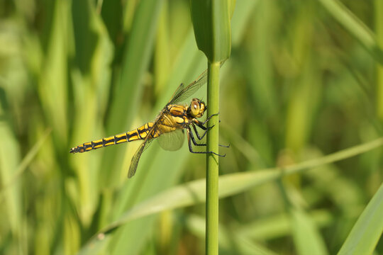 Closeup on a female Black tailed darter dragonfly, Orthetrum cancellatum perched in vegetation