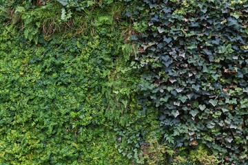 Explore the artificial allure of an abstract leaf surface, a fusion of lush greens and purples,...