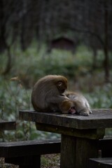Adorable Japanese monkey family in a rainforest habitat. Grooming, curious expressions, and funny behavior captured in a charming portrait of wildlife.