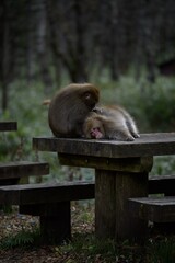 Japanese monkey family showcasing adorable grooming and curious expressions. Funny behavior captured in their natural tropical habitat, creating a charming wildlife portrait.