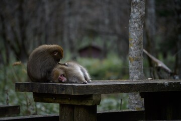 Adorable monkey family in a Japanese rainforest, showcasing grooming and curious expressions. Funny behavior captured in their natural tropical habitat.