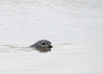 Atlantic Harbour Seal