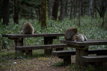 Japanese monkey family in their natural rainforest habitat. Adorable grooming interactions, curious expressions, and funny behavior captured in a charming portrait.