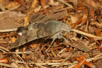 Closeup of a hummingbird hawk-moth, Macroglossum stellatarum resting on the ground