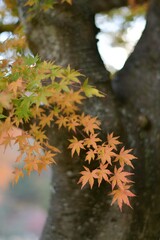 Experience the enchanting hues of Japanese maple foliage in Kyoto. A picturesque autumn scene with vibrant red and orange leaves bathed in golden sunlight, creating a peaceful and romantic ambiance.