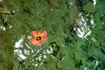 Floating flower