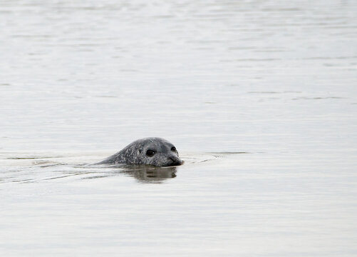 Atlantic Harbour Seal