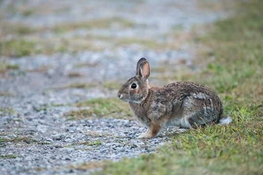 Eastern Cottontail