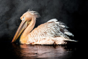 Majestic Pelican: Illuminated Feathers Against Dark Waters