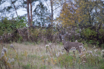 White-Tailed Deer
