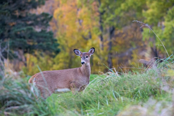 White-Tailed Deer