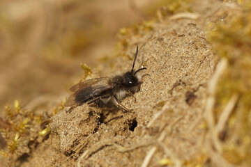 Closeup on a male Nycthemeral mining bee, Andrena nycthemera sitting on the ground