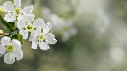 Spring floral scenery with apple blossoms, close up white flowers with bokeh blur texture background with copy space, Floral still life beautiful blooms, nature design wallpaper, pastel color