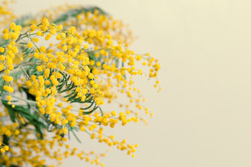 Spring mimosa flowers, fresh branches with yellow blooms, aesthetic floral nature background, monochrome photo, Springtime holidays concept, pastel vibrant color. Top view festive backdrop, copy space