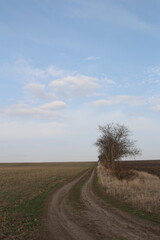 Fototapeta na wymiar A dirt road with a tree on the side