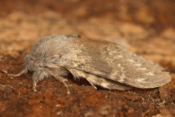 Closeup on a lobster moth, Stauropus fagi, sitting on a piece of wood