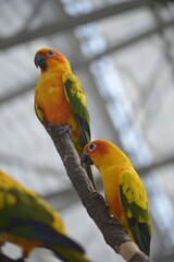 blue and yellow macaw