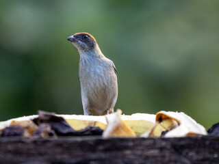 Blue-gray Tanager, Thraupis episcopus, feeding on a banana at the feeder. Colombia.