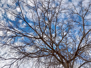 Fototapeta na wymiar leafless tree with thin branches in the background of the blue sky with white clouds