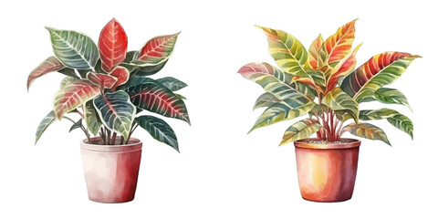 croton plant in a pot watercolor vector illustration © Finkha