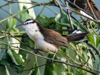 Lesser Kiskadee, Philohydor lictor, sits in the branches and observes the surroundings. Colombia.