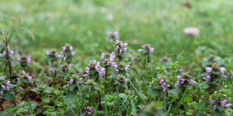 flowers in spring. close-up of Red Dead nettle. flowering, spontaneous plant