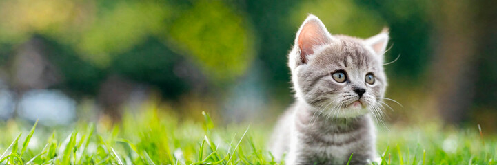 Naklejka na ściany i meble cute kitten on the grass. Selective focus.